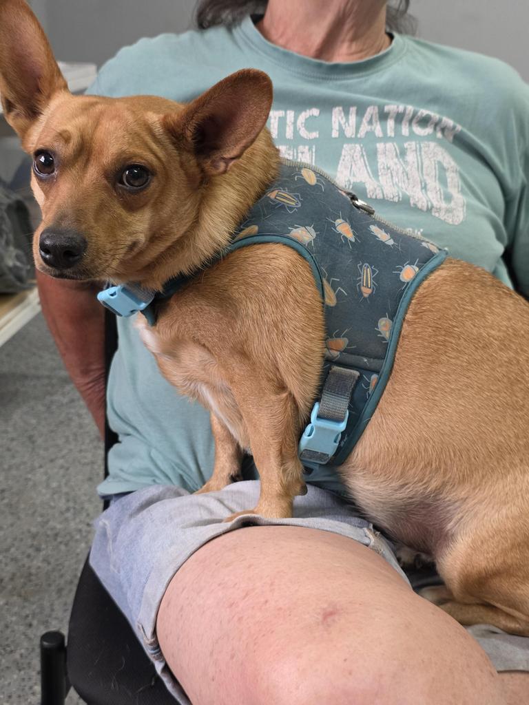 Myn Myn, Adoptable, Young Female Chihuahua & Mixed Breed.