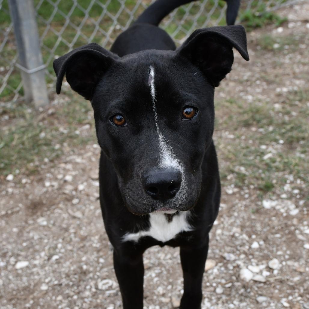 Queenie, Adoptable, Puppy Female Black Labrador Retriever.