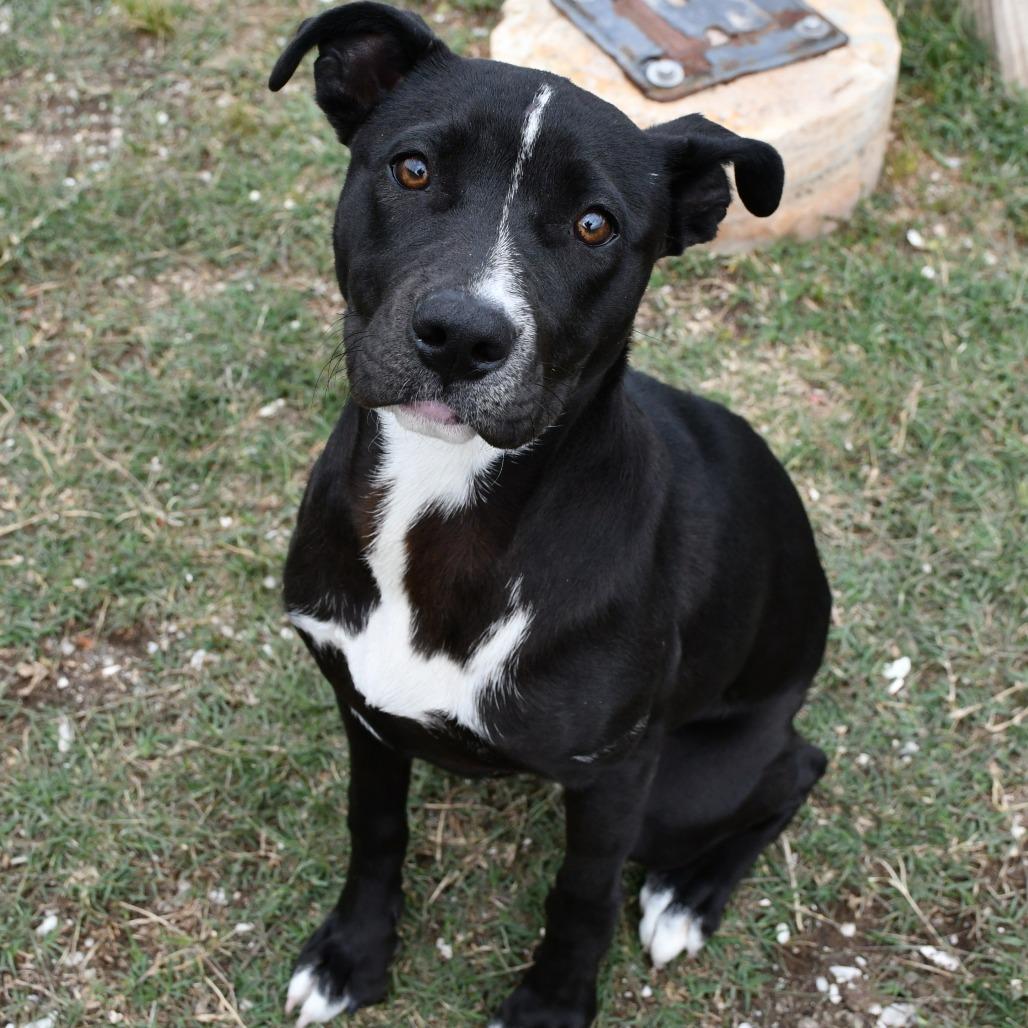 Enlarge Queenie, a Adoptable Black Labrador Retriever in Beaumont, TX image 2/6