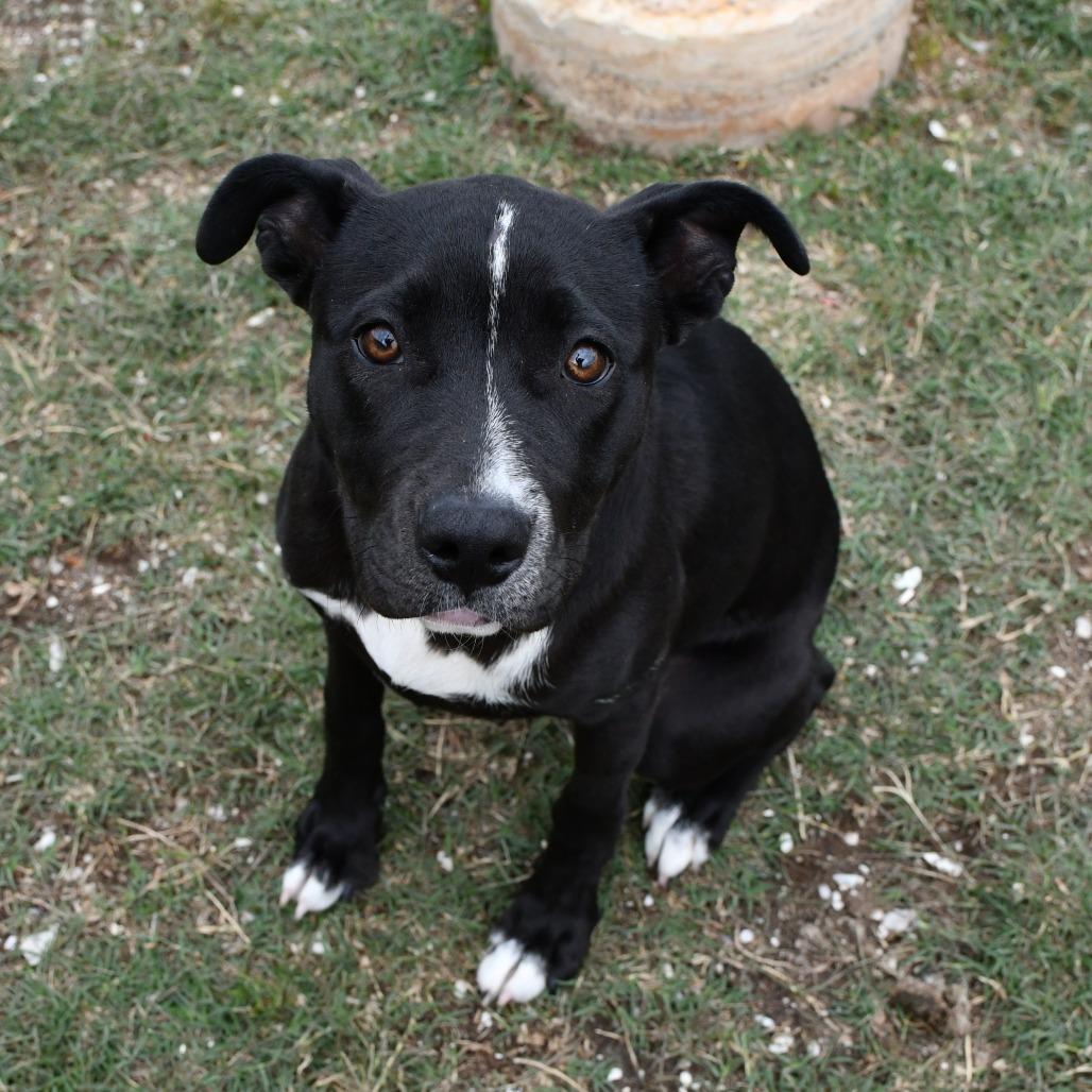 Enlarge Queenie, a Adoptable Black Labrador Retriever in Beaumont, TX image 3/6