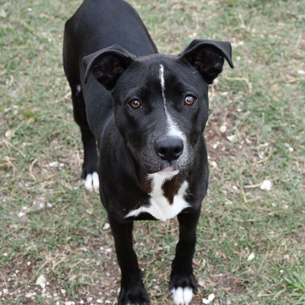 Enlarge Queenie, a Adoptable Black Labrador Retriever in Beaumont, TX image 4/6