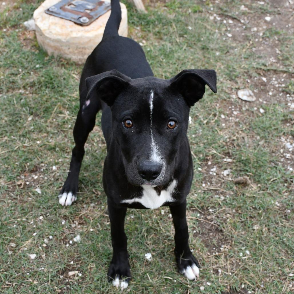 Enlarge Queenie, a Adoptable Black Labrador Retriever in Beaumont, TX image 5/6
