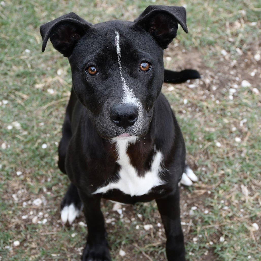 Enlarge Queenie, a Adoptable Black Labrador Retriever in Beaumont, TX image 6/6