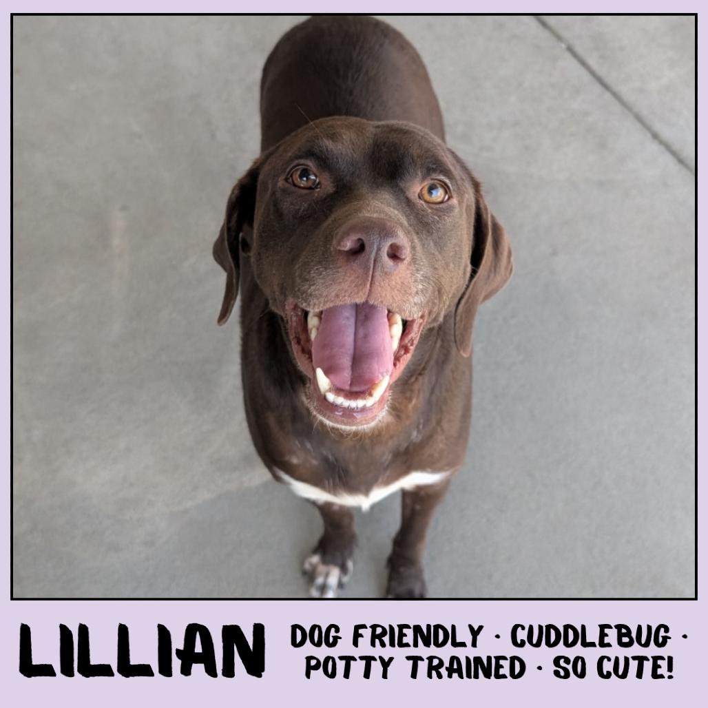Enlarge Lillian, a Adoptable Chocolate Labrador Retriever in Emporia, KS image 1/6