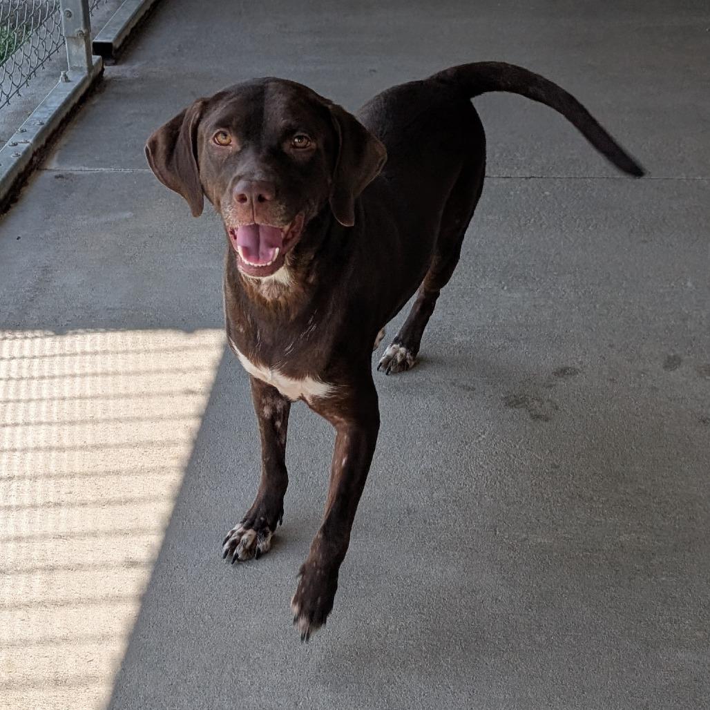 Lillian, Adoptable, Adult Female Chocolate Labrador Retriever.