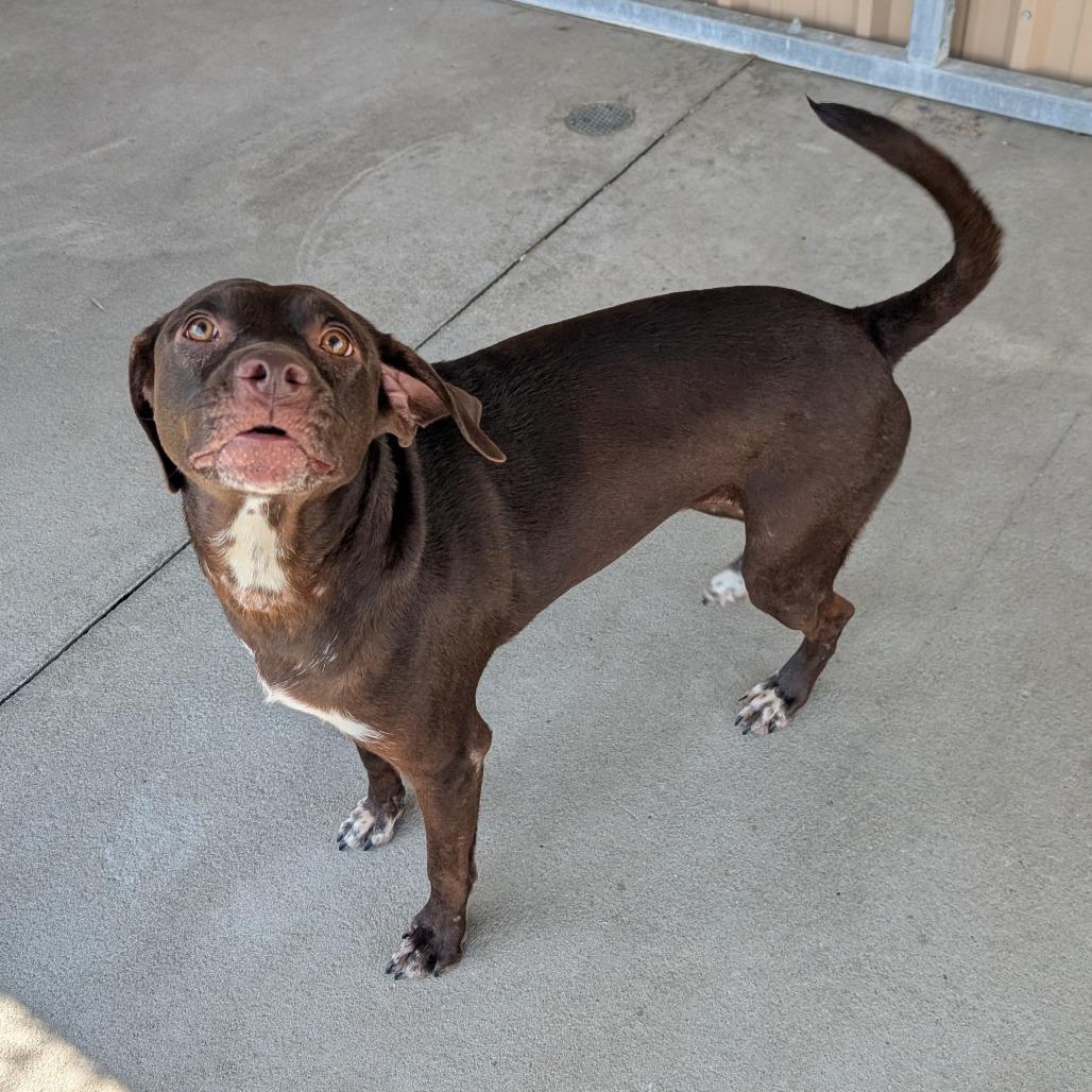 Lillian, a Adoptable Chocolate Labrador Retriever in Emporia, KS image 2/4
