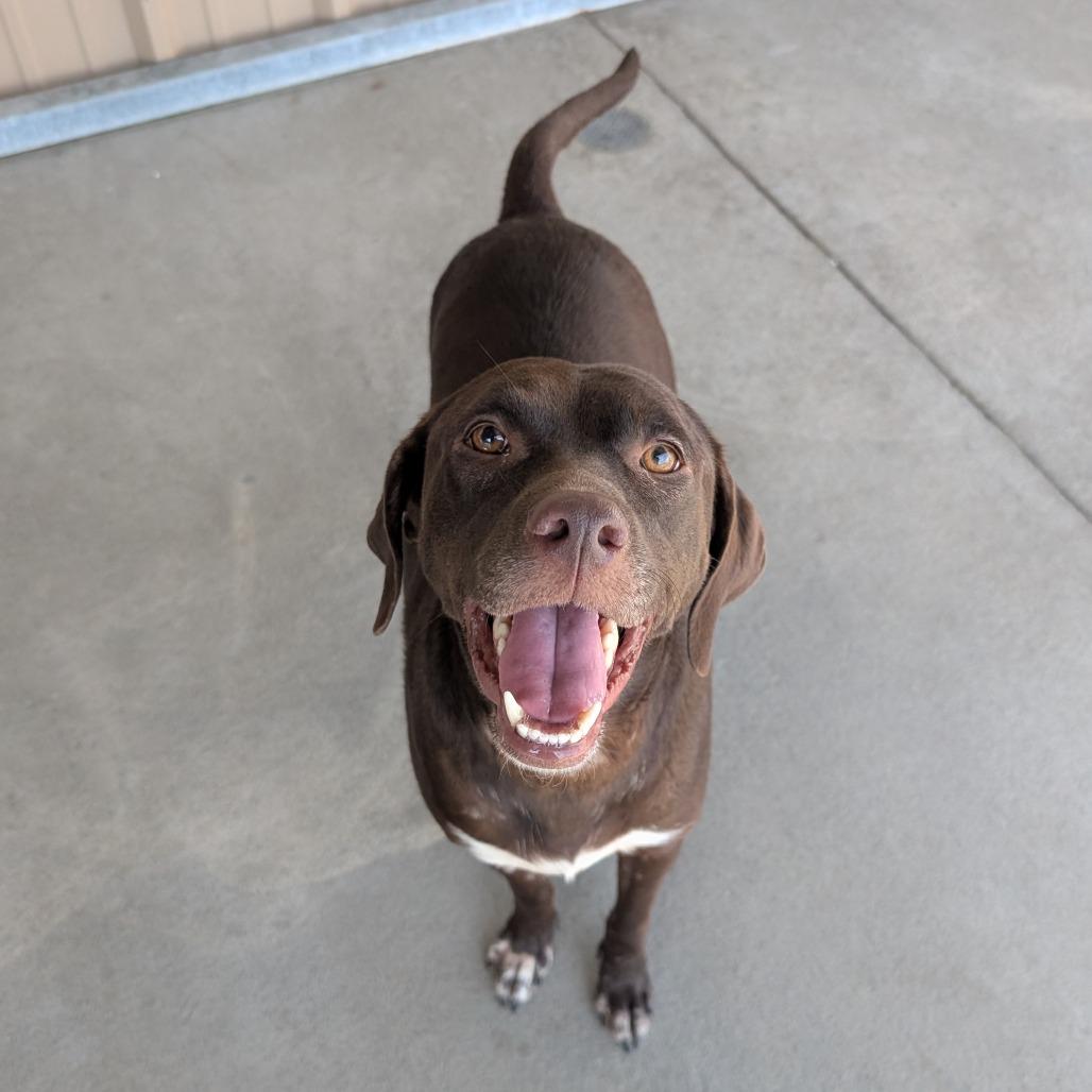 Lillian, a Adoptable Chocolate Labrador Retriever in Emporia, KS image 3/4