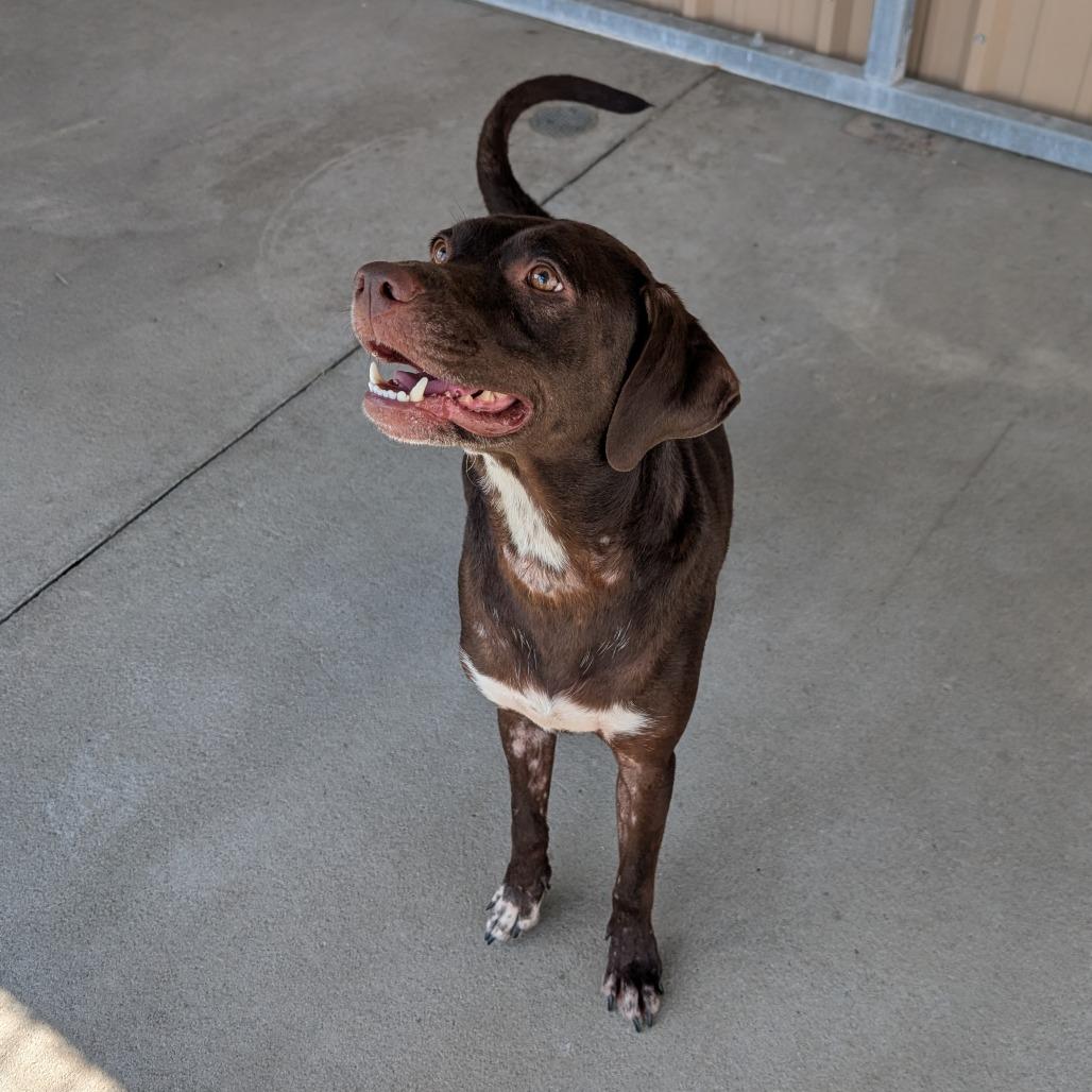 Lillian, a Adoptable Chocolate Labrador Retriever in Emporia, KS image 4/4