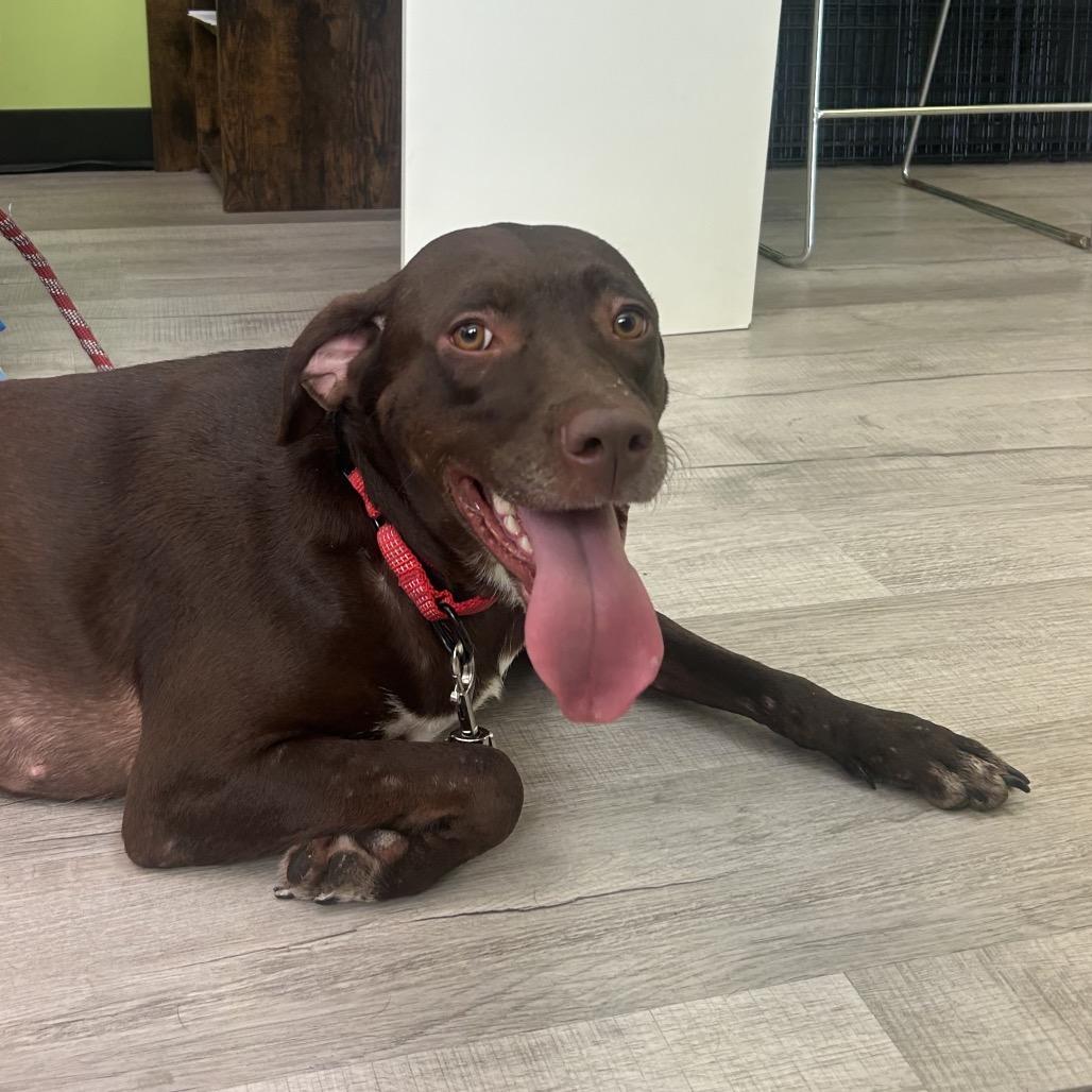 Enlarge Lillian, a Adoptable Chocolate Labrador Retriever in Emporia, KS image 6/6