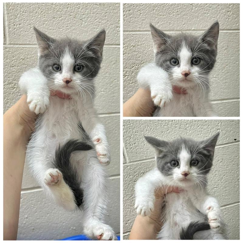 Isaac, ADOPTABLE, Young Male Domestic Short Hair.