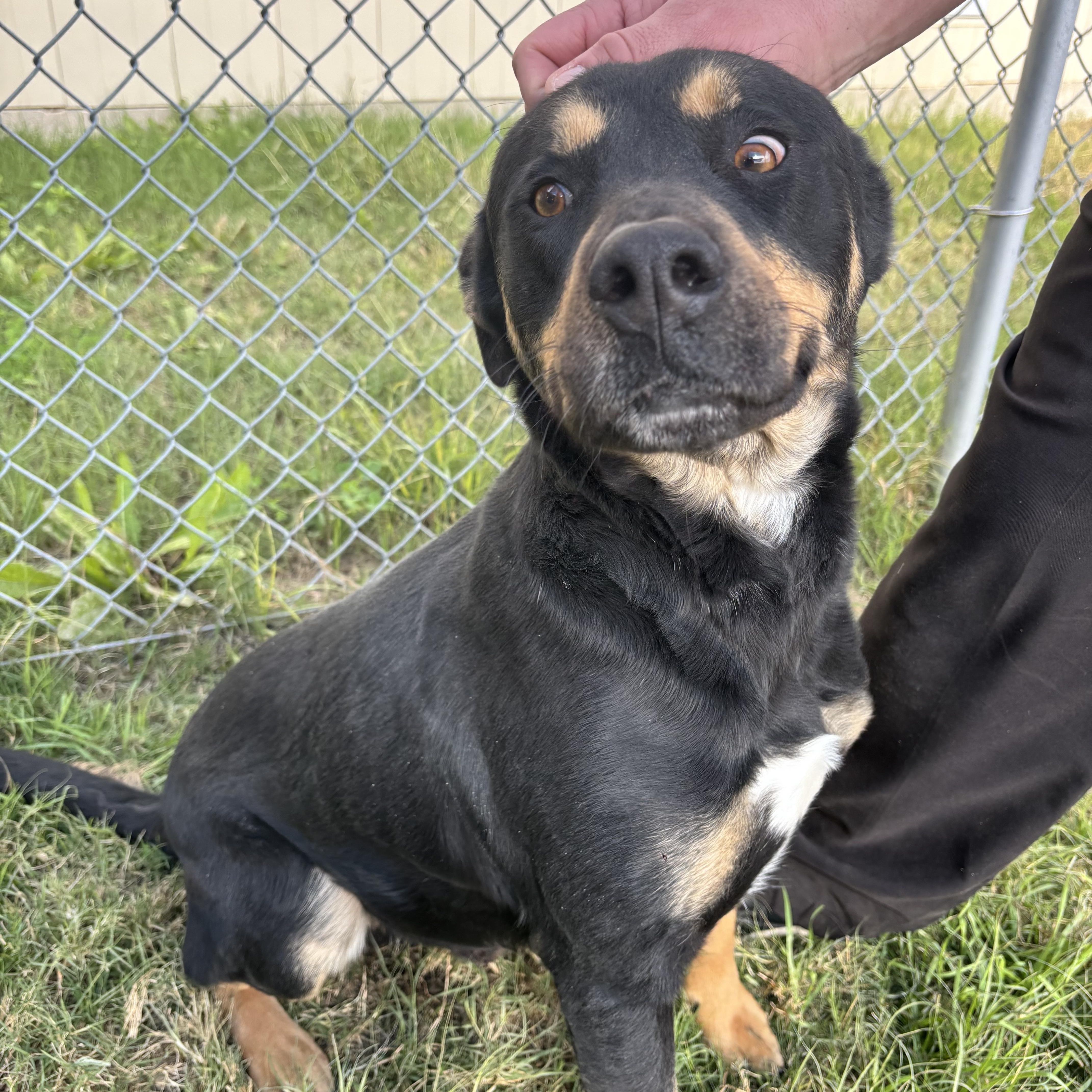 Martin, Adoptable, Adult Male Rottweiler & Shepherd.