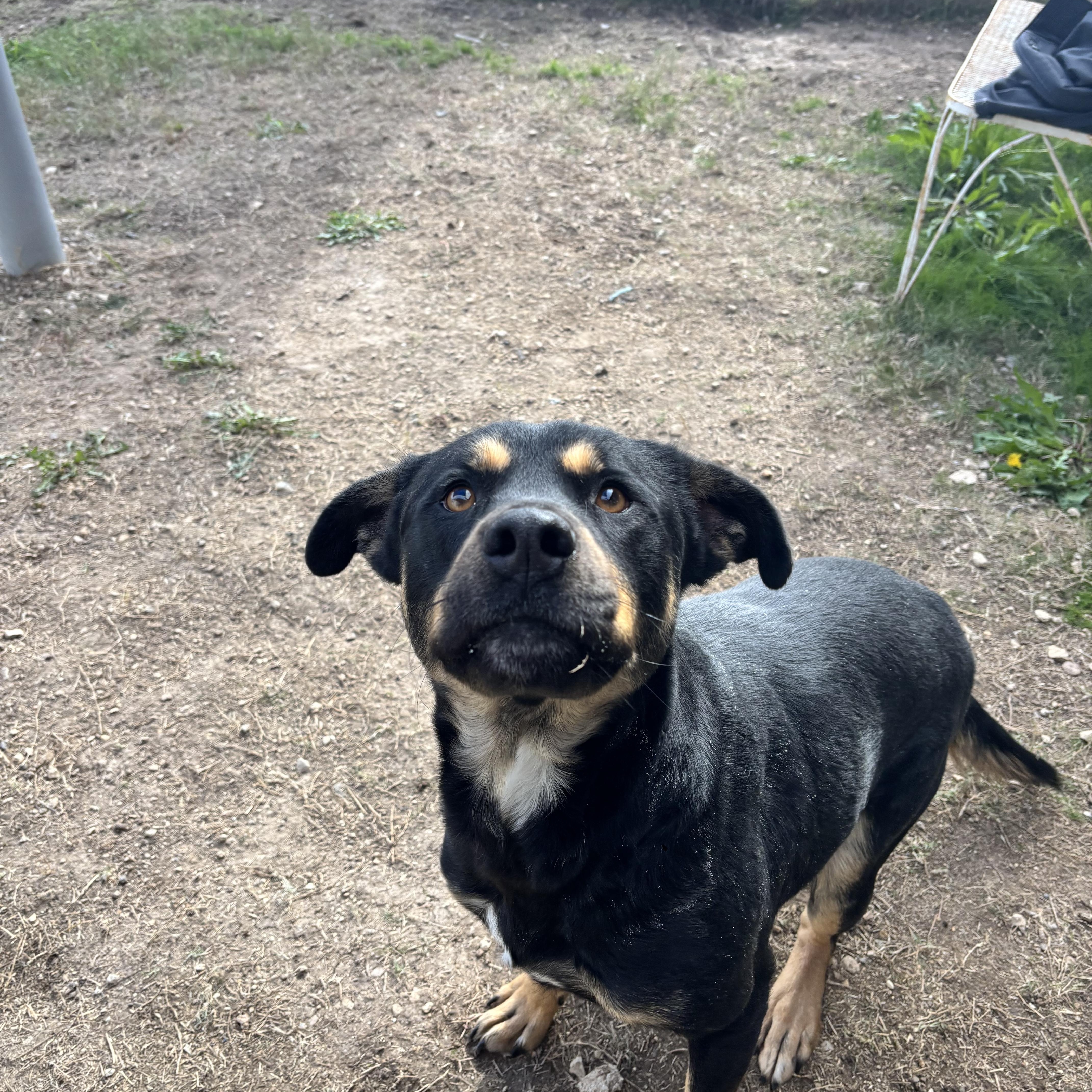 Enlarge Martin, a Adoptable mixed breed in Converse, TX image 2/5