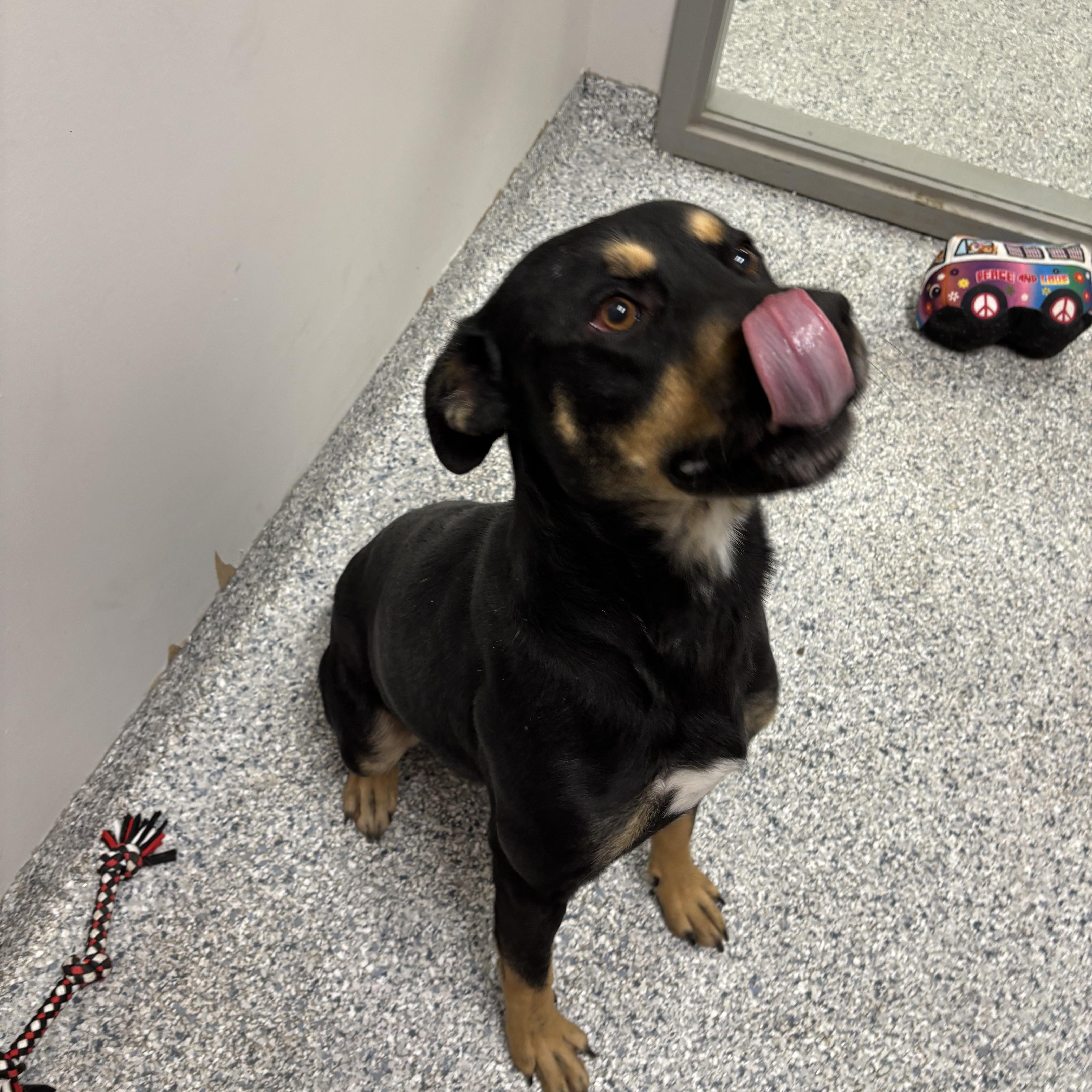 Enlarge Martin, a Adoptable mixed breed in Converse, TX image 3/5