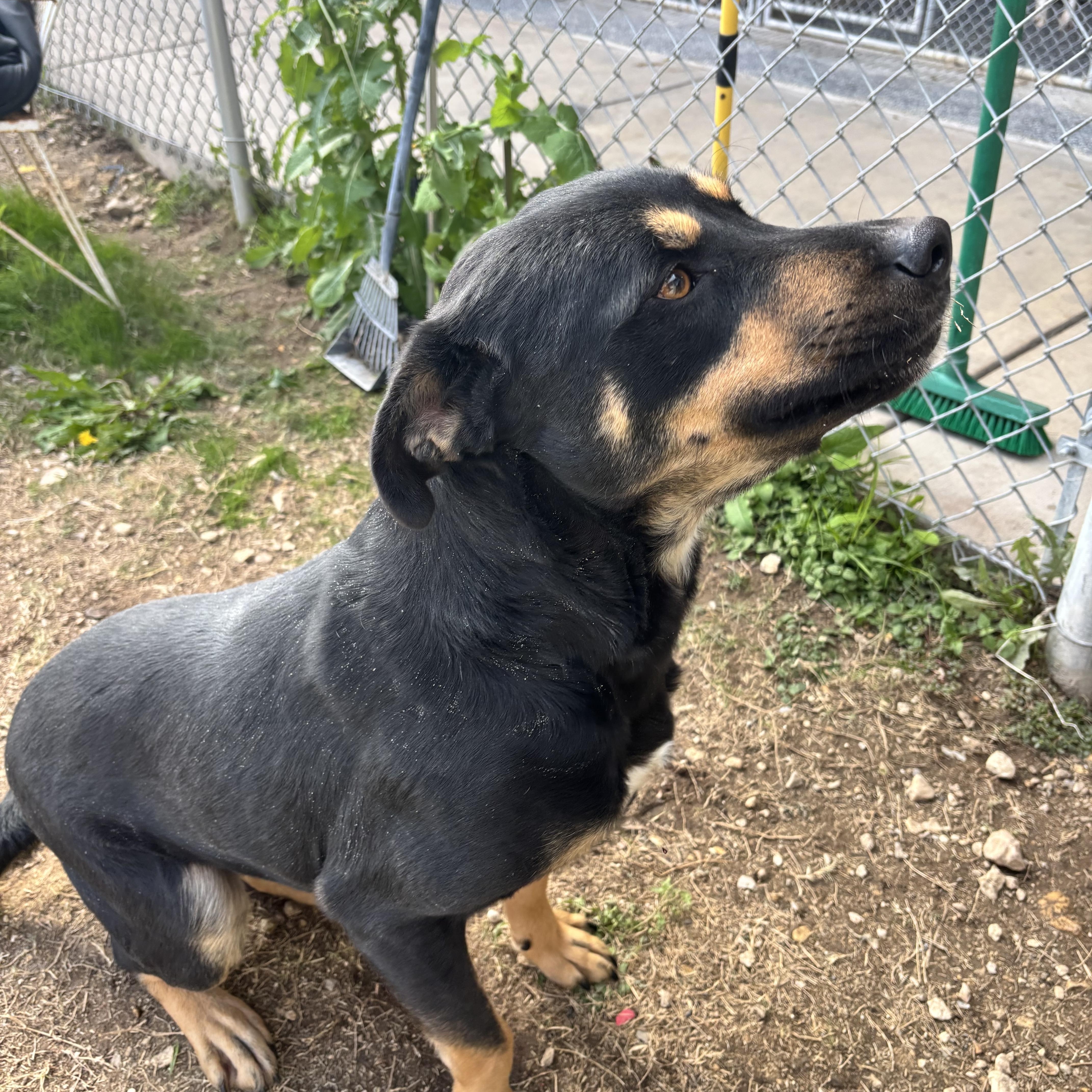 Enlarge Martin, a Adoptable mixed breed in Converse, TX image 4/5