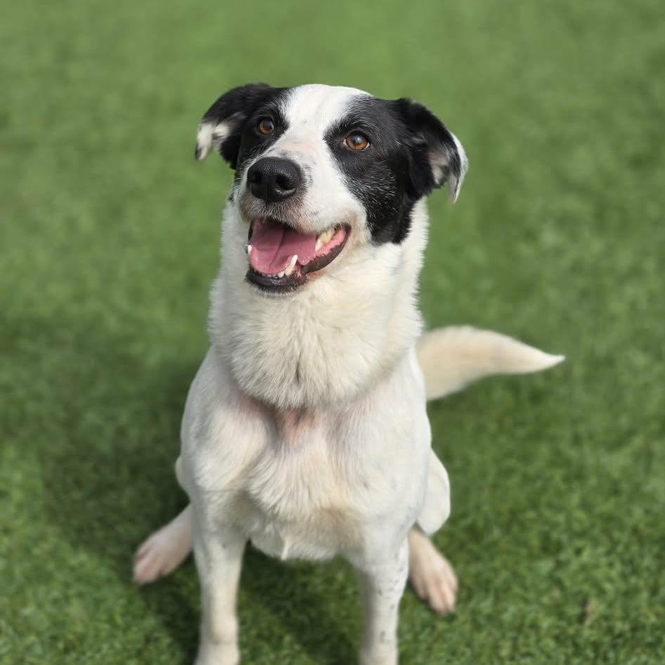 Loki, Adoptable, Adult Male Border Collie.