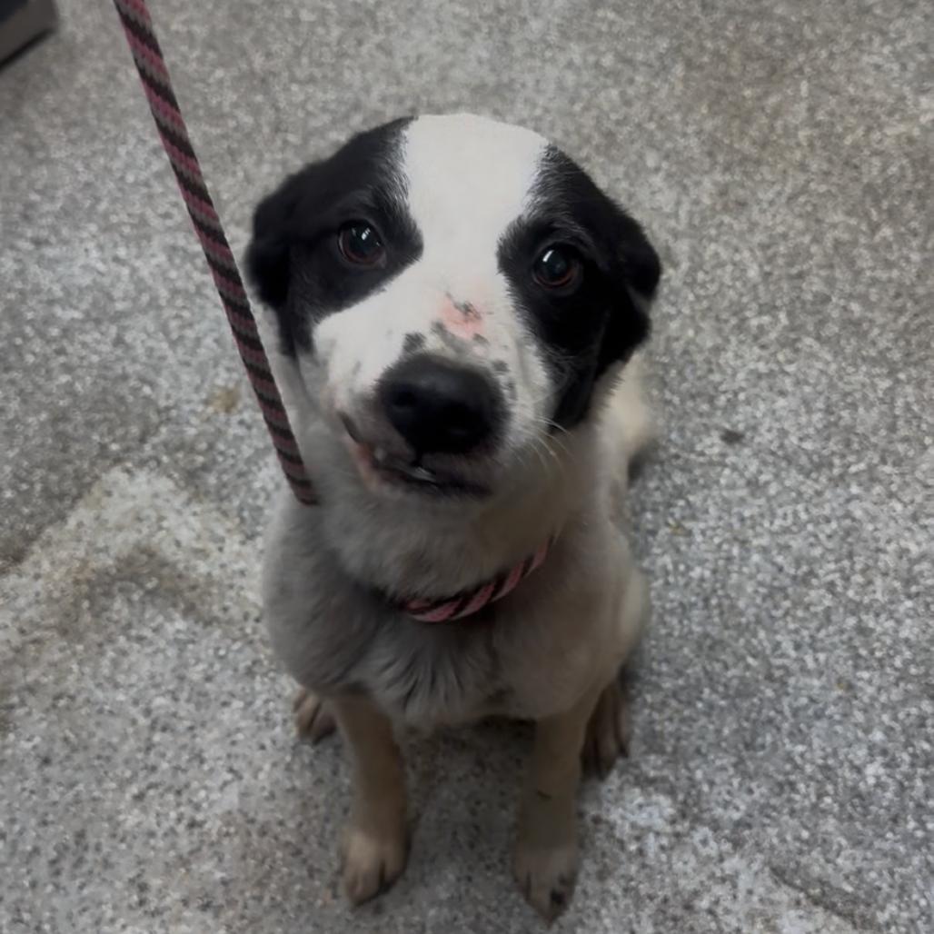 Loki, Adoptable, Adult Male Border Collie.