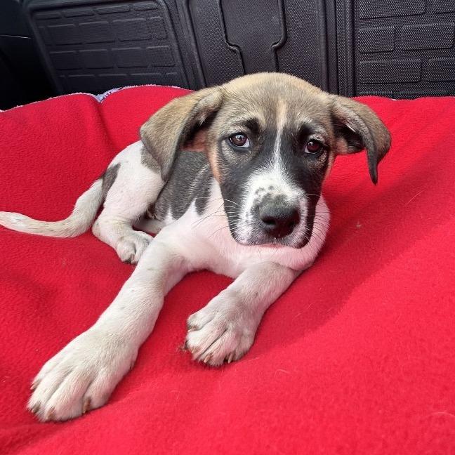 Lucy, Adoptable, Puppy Female Jack Russell Terrier & Shepherd.