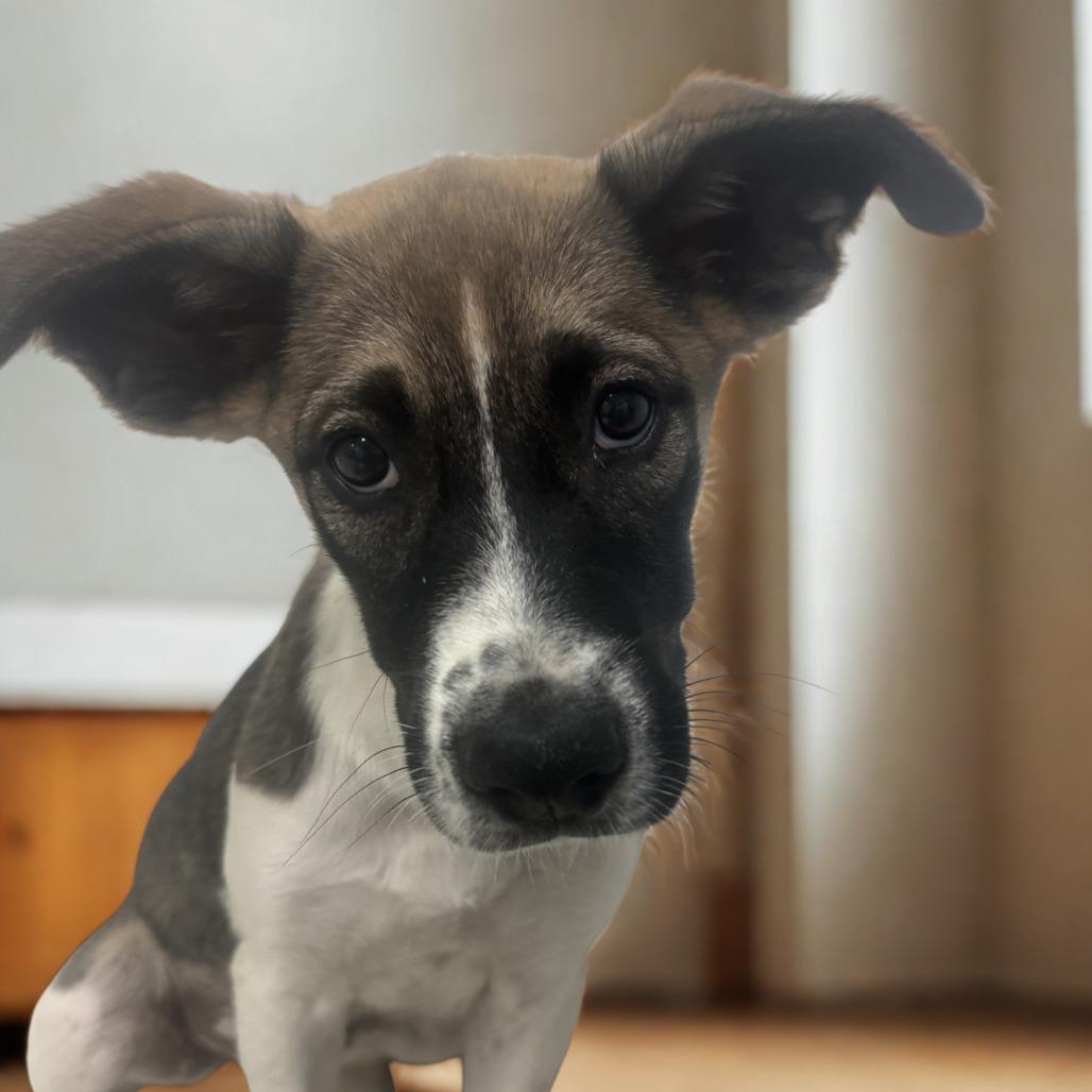 Enlarge Lucy, a Adoptable mixed breed in Brownsville, TX image 3/3