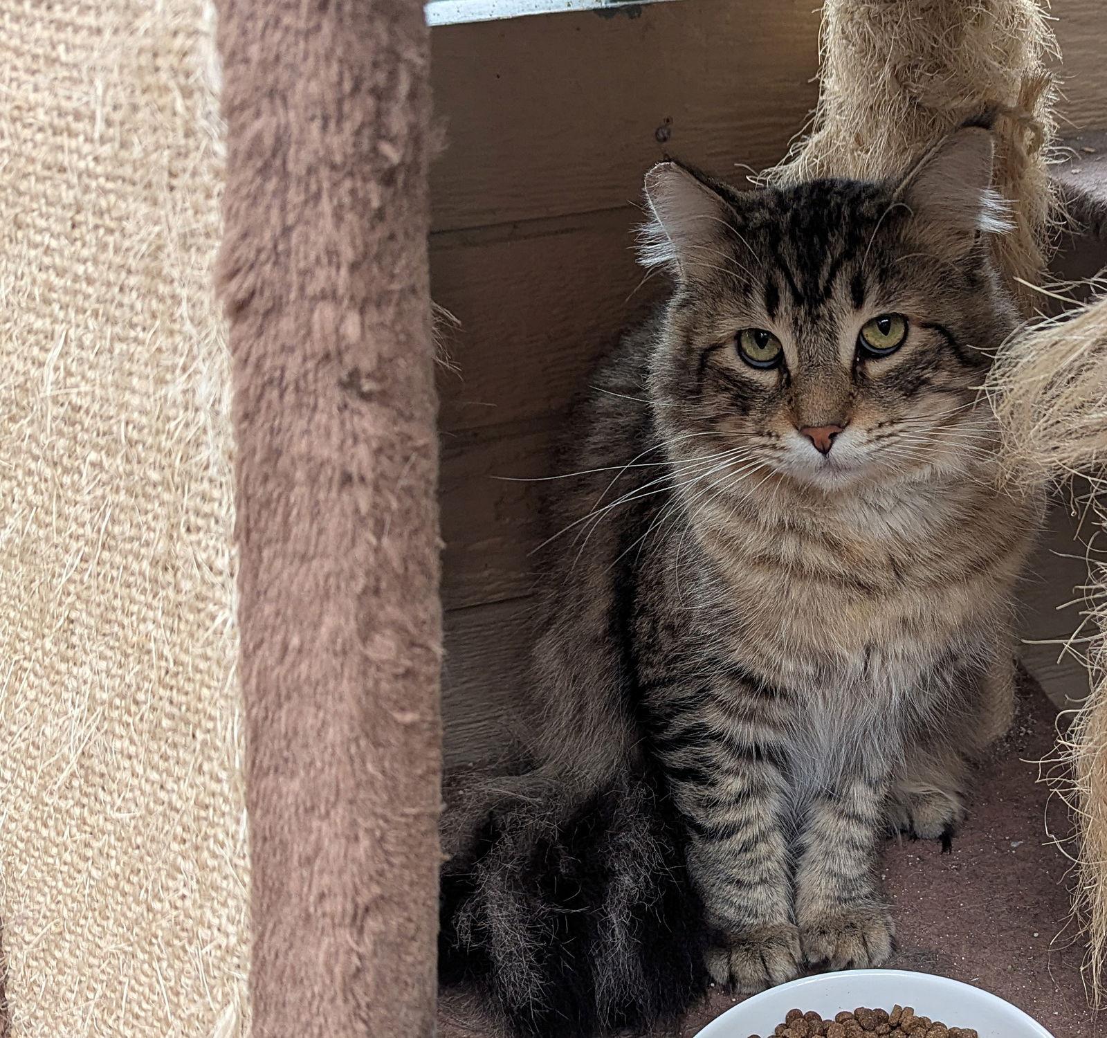 Enlarge MILLER #1 & #2 - Offered by Owner- Maine Coon, a Adoptable Maine Coon in Hillsboro, OR image 1/3
