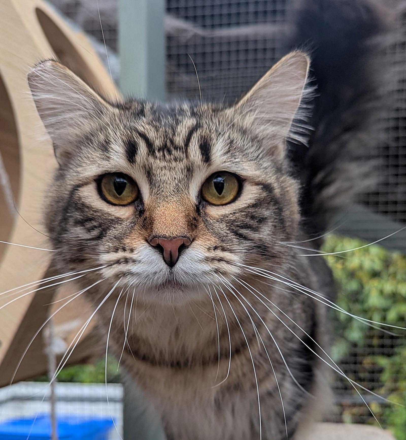 Enlarge MILLER #1 & #2 - Offered by Owner- Maine Coon, a Adoptable Maine Coon in Hillsboro, OR image 2/3