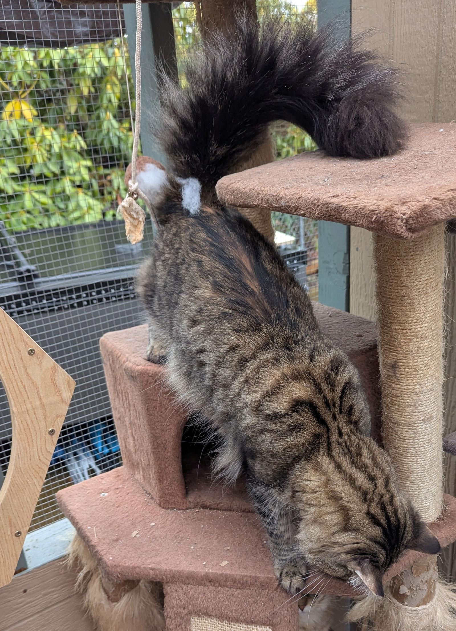 Enlarge MILLER #1 & #2 - Offered by Owner- Maine Coon, a Adoptable Maine Coon in Hillsboro, OR image 3/3