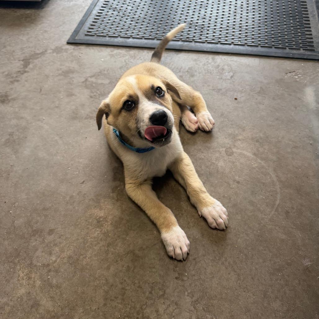 Enlarge Teddy Bear, a Adoptable Mixed Breed in Mankato, MN image 2/6