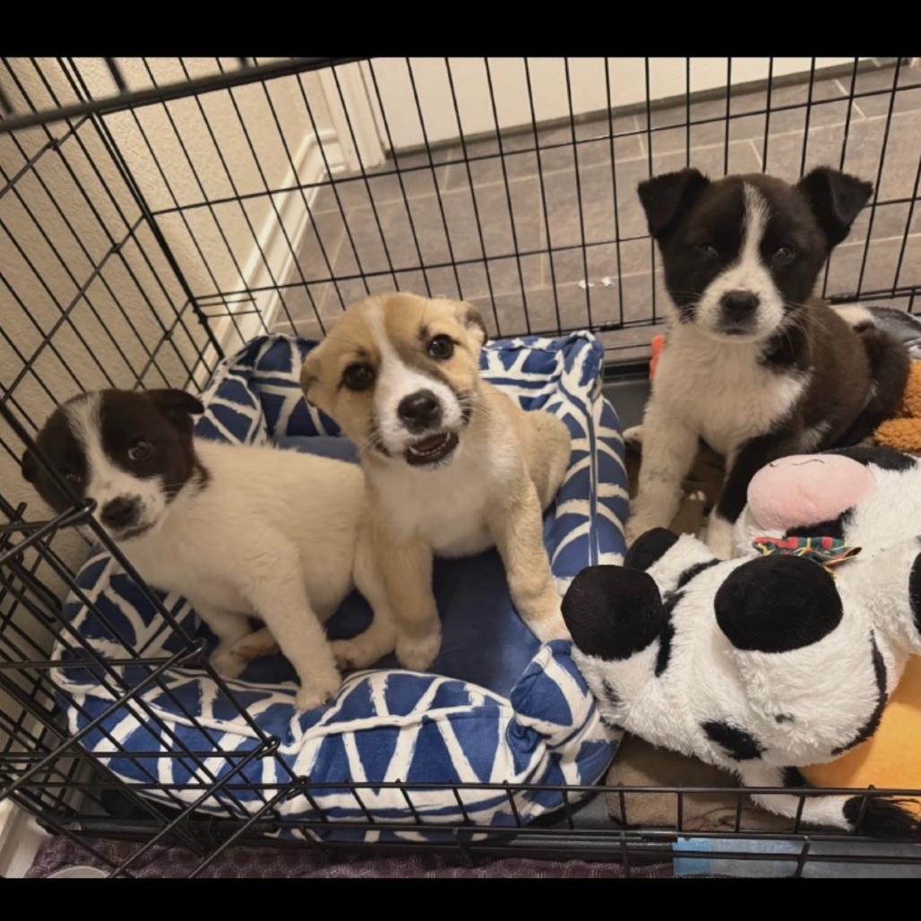 Enlarge Teddy Bear, a Adoptable Mixed Breed in Mankato, MN image 3/6