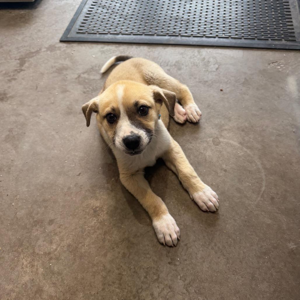 Enlarge Teddy Bear, a Adoptable Mixed Breed in Mankato, MN image 4/6