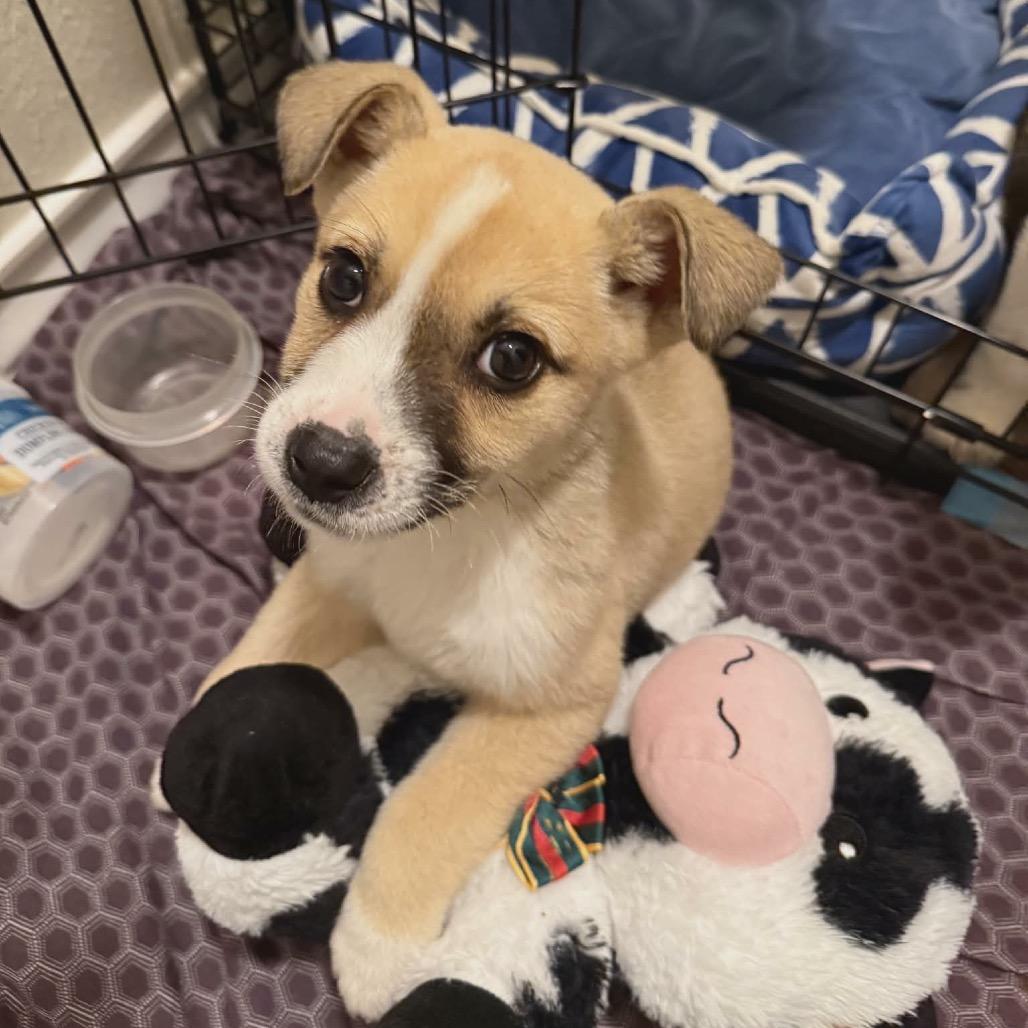 Enlarge Teddy Bear, a Adoptable Mixed Breed in Mankato, MN image 5/6