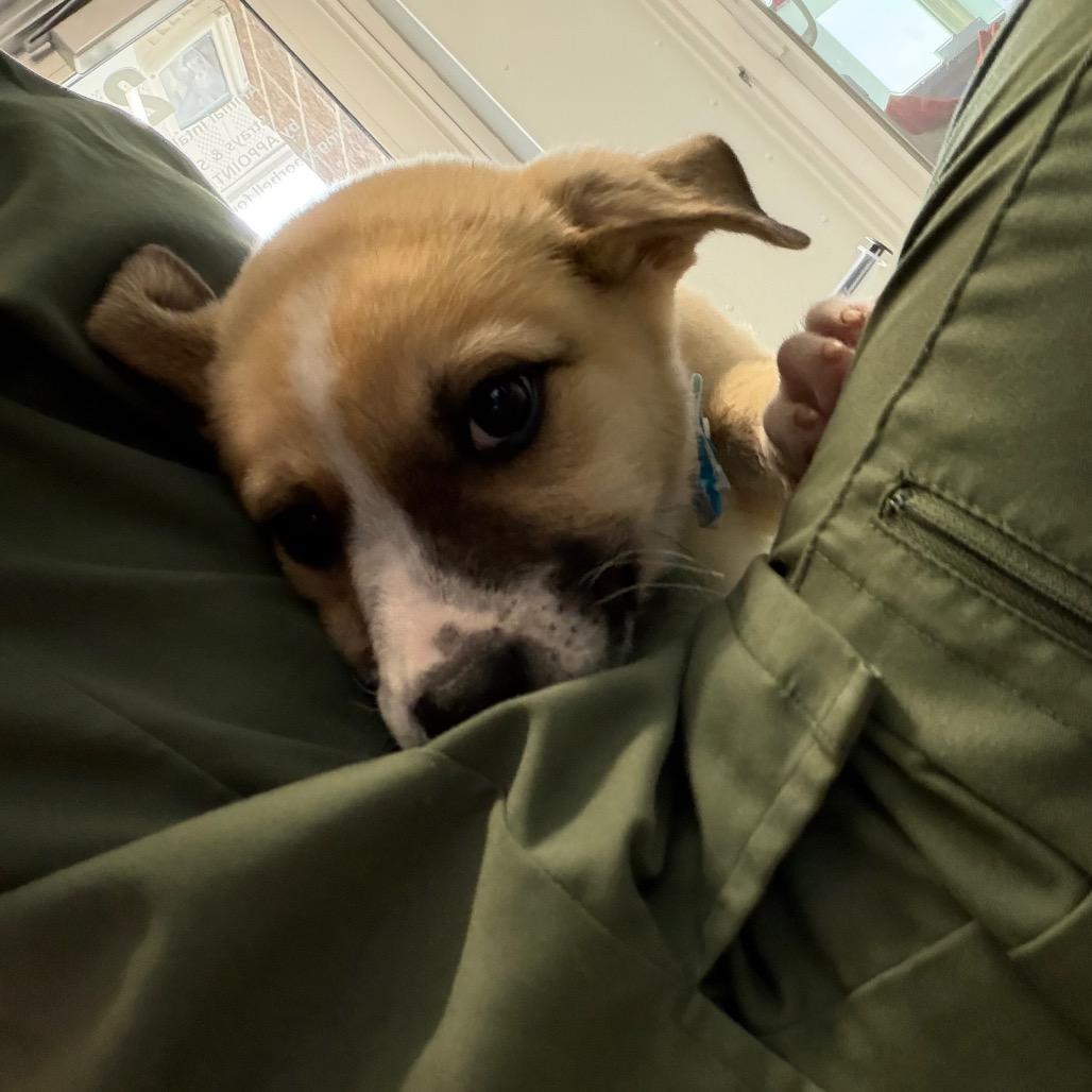 Enlarge Teddy Bear, a Adoptable Mixed Breed in Mankato, MN image 6/6