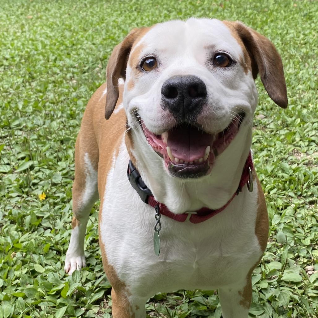 Boone, Adoptable, Senior Male Beagle & Pit Bull Terrier.