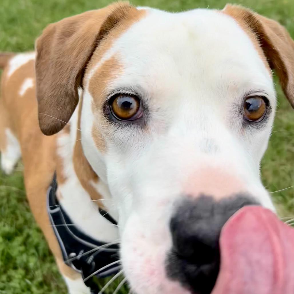 Enlarge Boone, a Adoptable mixed breed in Zanesville, OH image 5/6