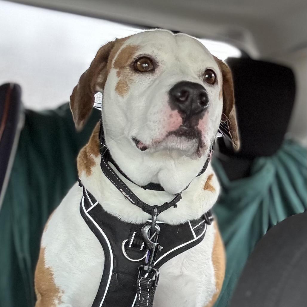 Enlarge Boone, a Adoptable mixed breed in Zanesville, OH image 5/6