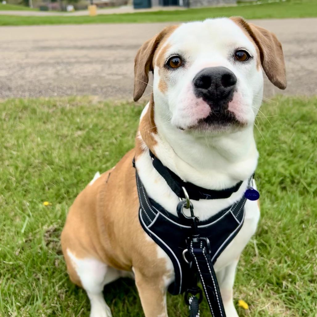 Enlarge Boone, a Adoptable mixed breed in Zanesville, OH image 5/6