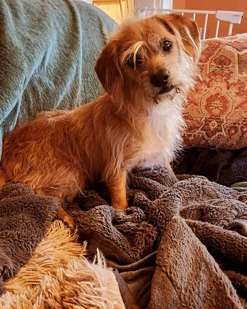 Steve, Adoptable, Adult Male Terrier & Dachshund.