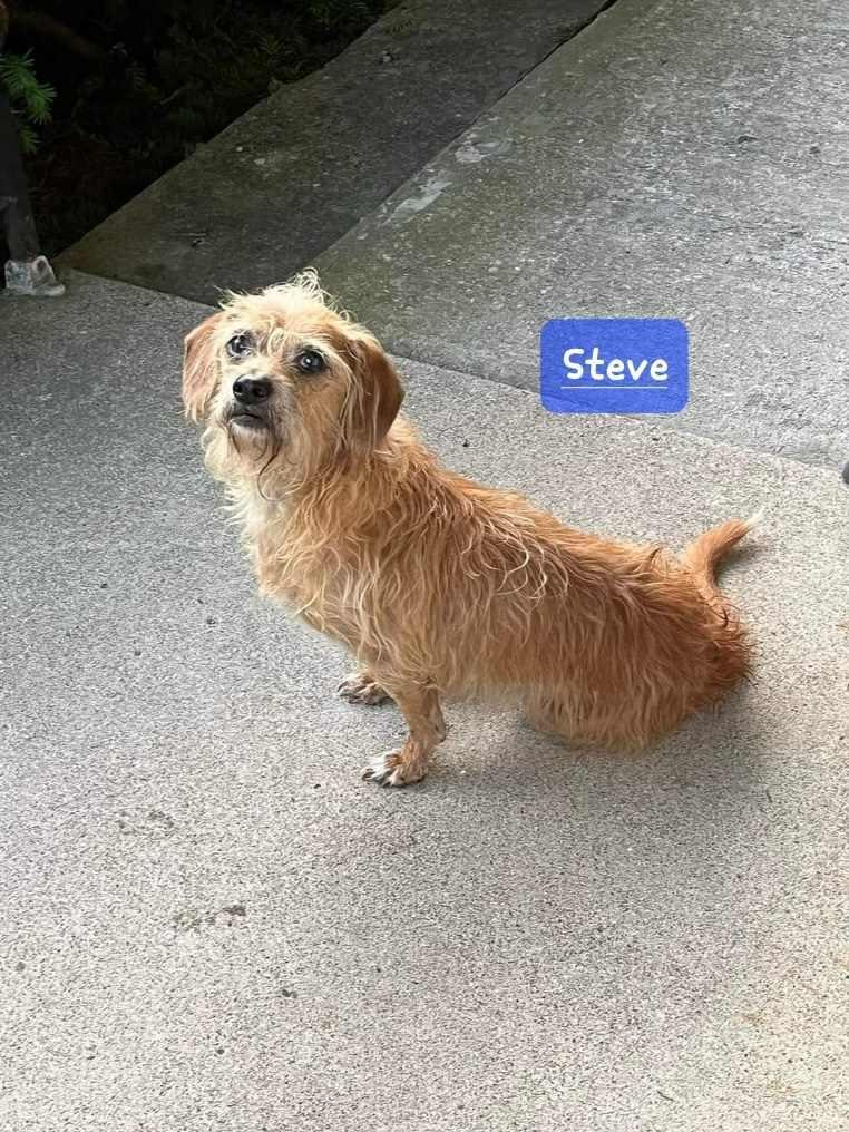 Steve, Adoptable, Adult Male Terrier & Dachshund.