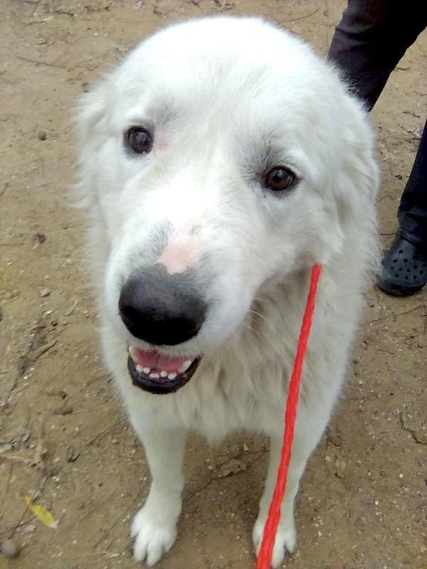 Enlarge Ivan, a Adoptable Great Pyrenees in Phoenix, AZ image 5/6