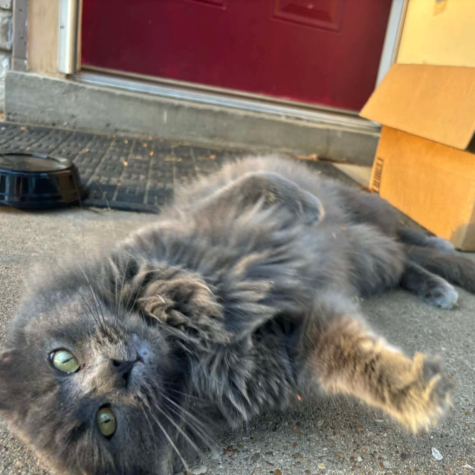 Walter, an adopted Domestic Long Hair in Memphis, TN image 1/4