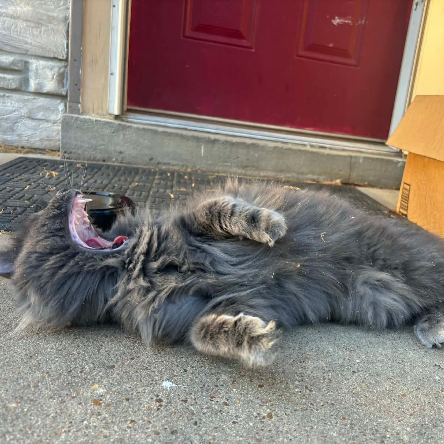 Walter, an adopted Domestic Long Hair in Memphis, TN image 4/4