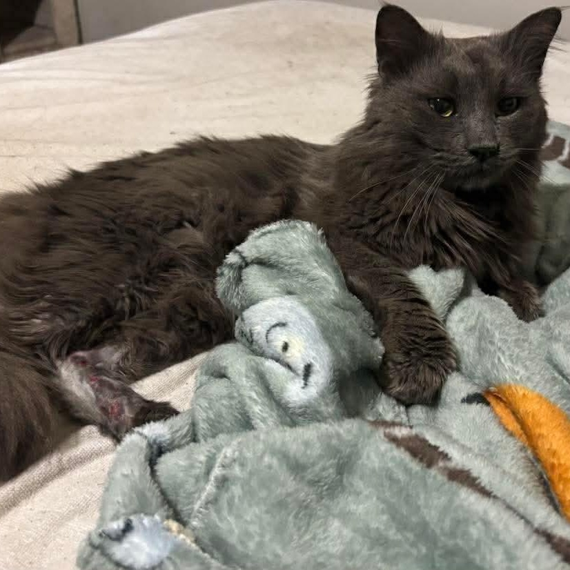 Walter, an adopted Domestic Long Hair in Memphis, TN image 2/4