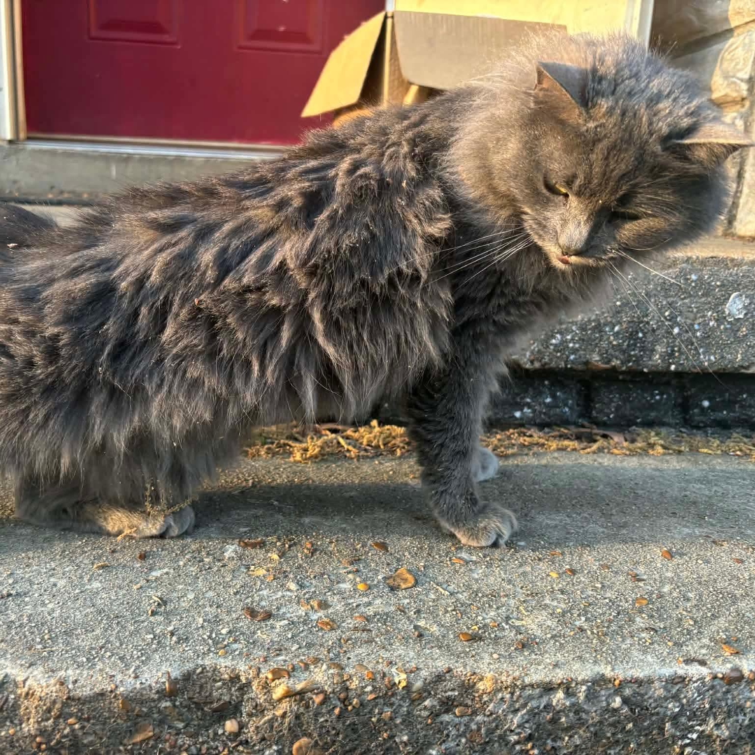 Walter, an adopted Domestic Long Hair in Memphis, TN image 3/4