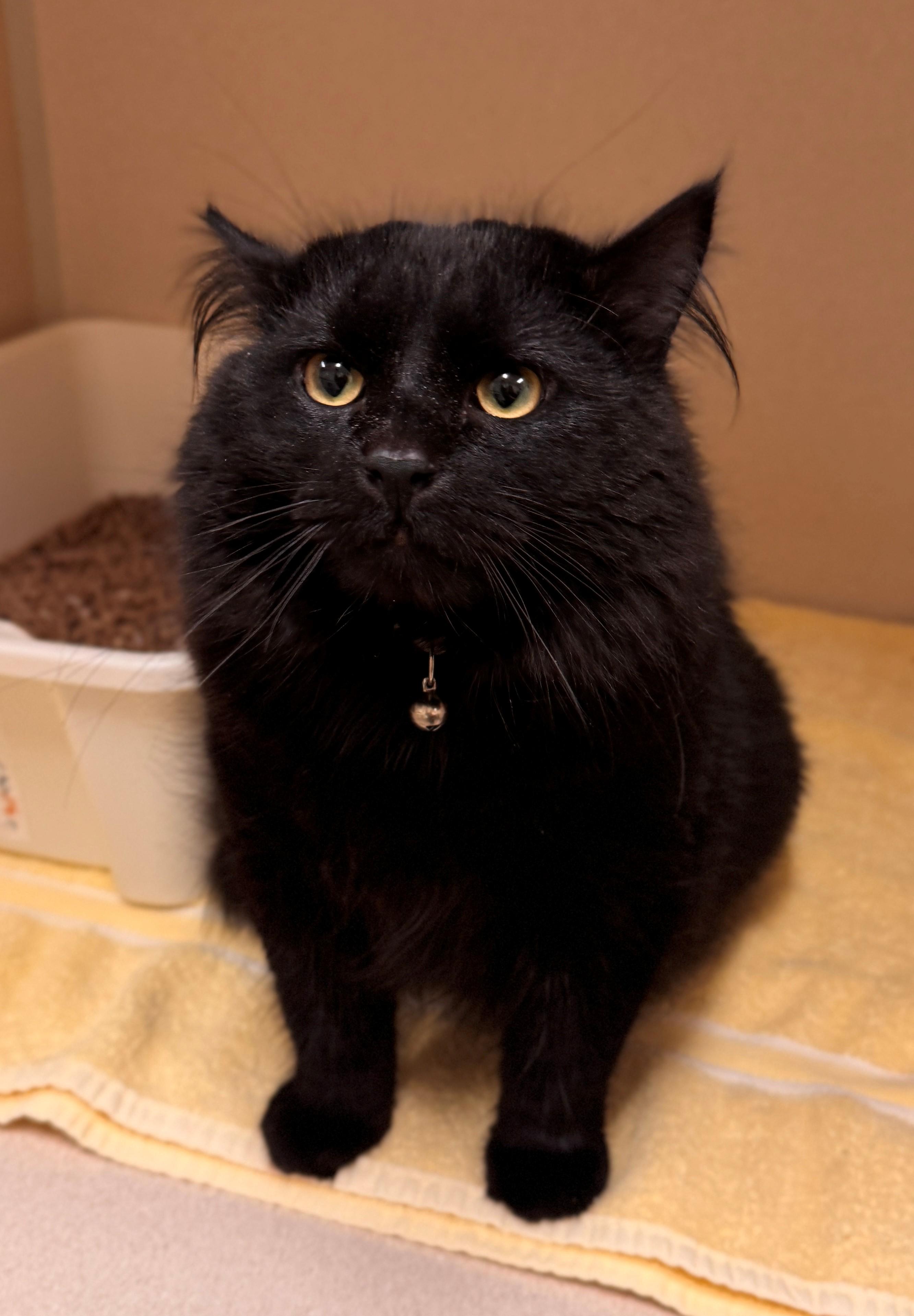 Enlarge Toaster, a ADOPTABLE Domestic Long Hair in Hackensack, MN image 1/1
