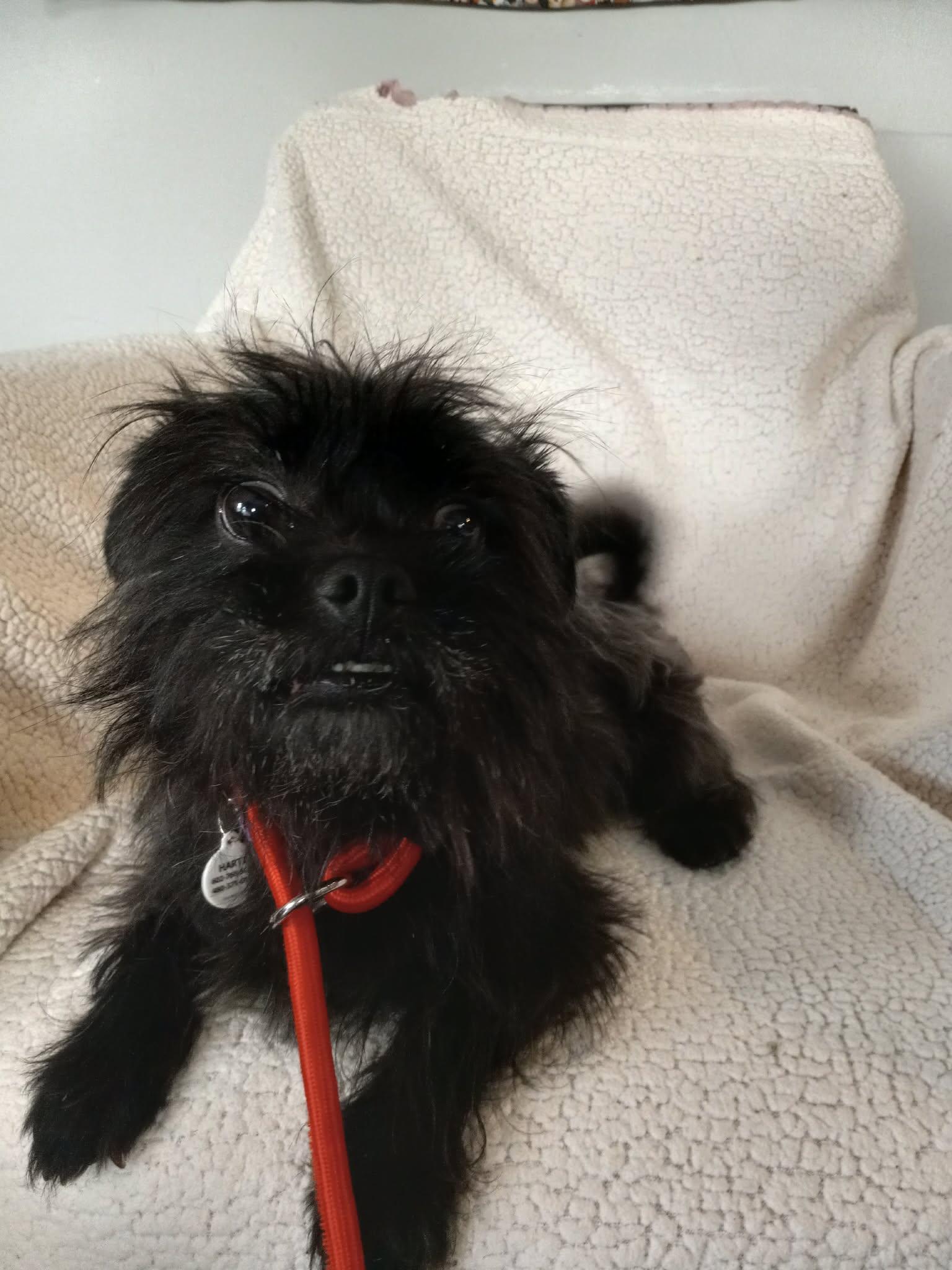 Enlarge Gretel, an adopted Affenpinscher in Phoenix, AZ image 3/5