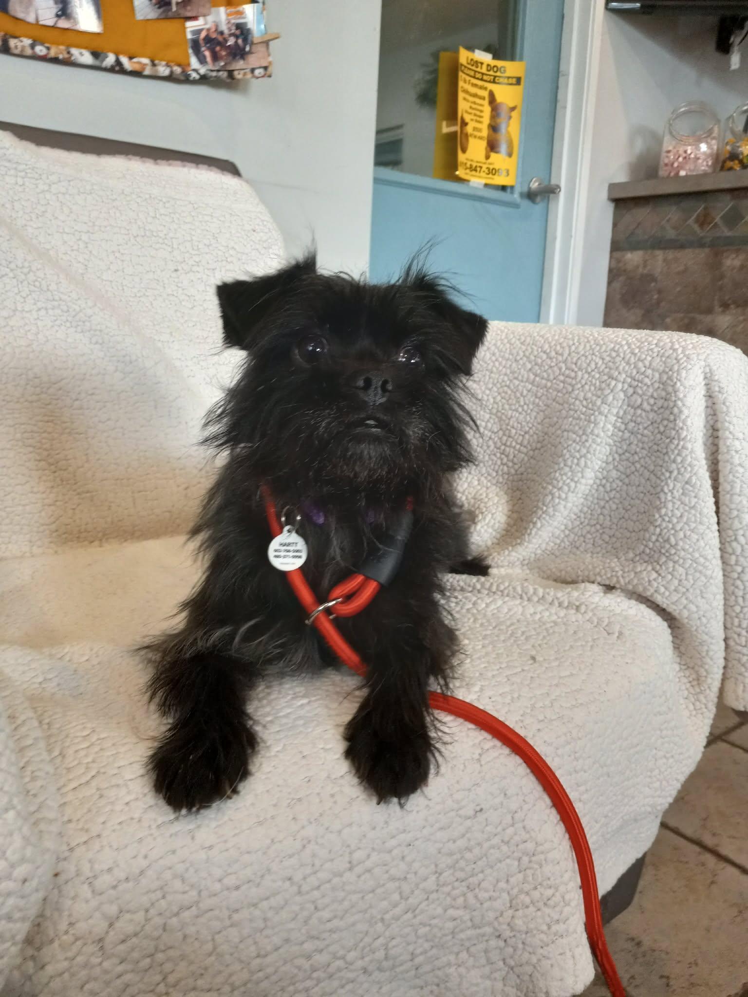 Enlarge Gretel, an adopted Affenpinscher in Phoenix, AZ image 4/5