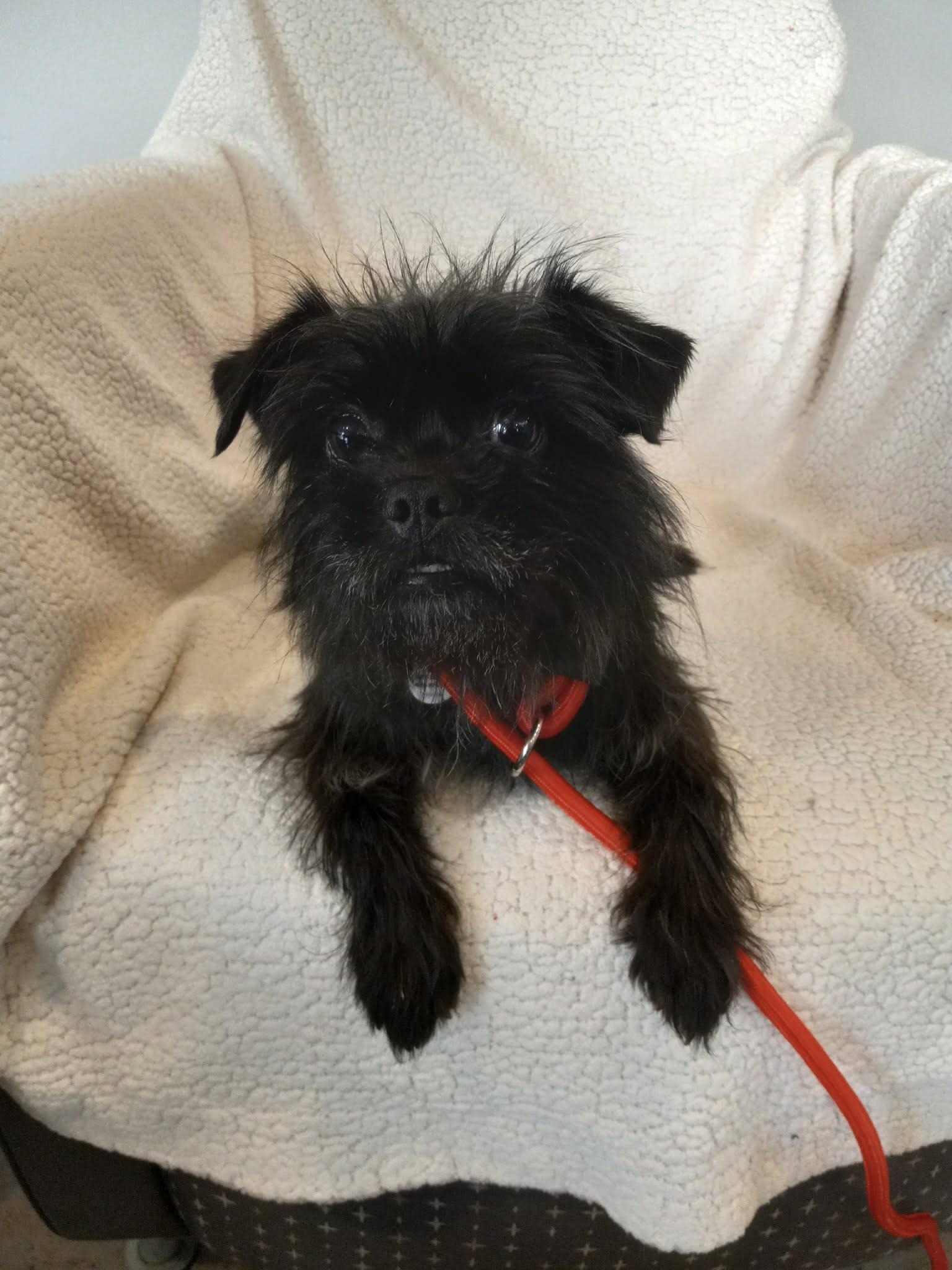 Gretel, adopted, Young Female Affenpinscher.