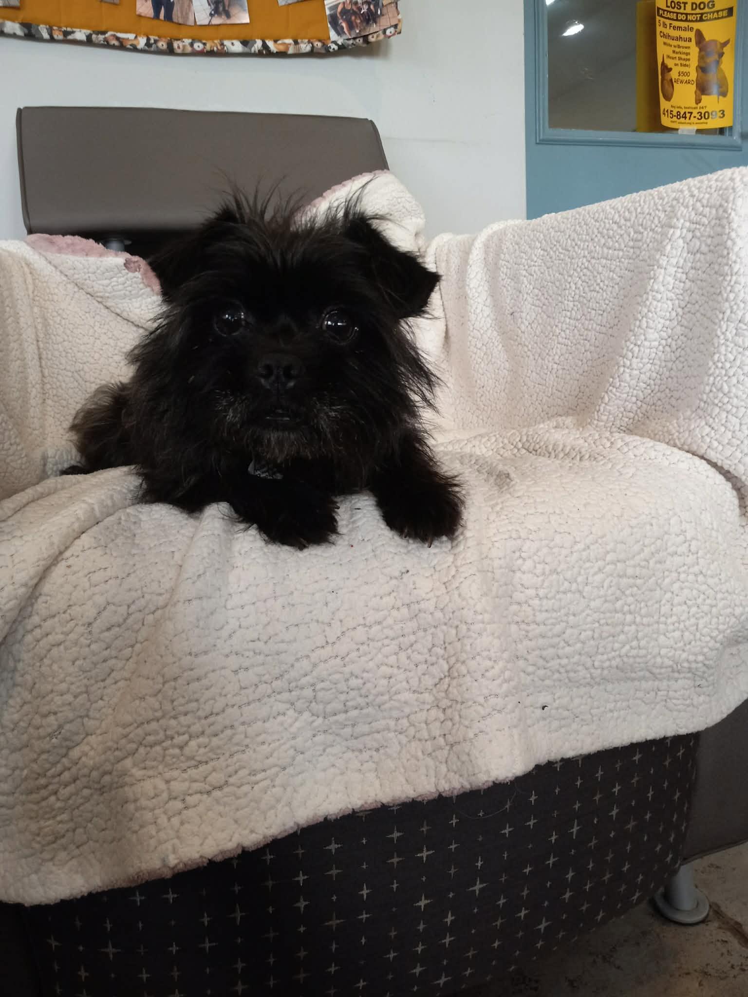 Enlarge Gretel, an adopted Affenpinscher in Phoenix, AZ image 2/5