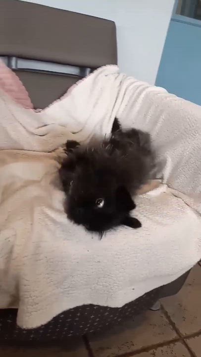Enlarge Gretel, an adopted Affenpinscher in Phoenix, AZ video 5/5