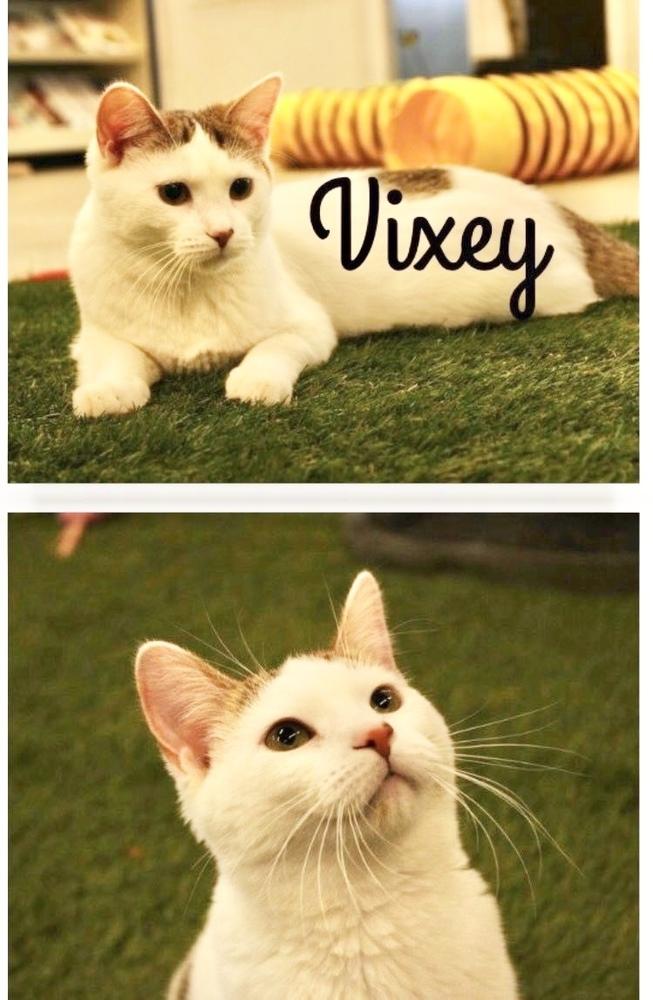 Enlarge Vixey, a Adoptable Domestic Short Hair in Rochester, IN image 1/1