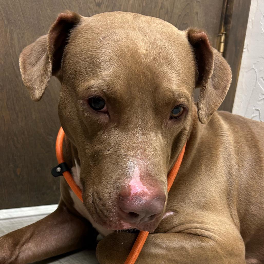 Enlarge Rico suave, a Adoptable mixed breed in Palestine, TX image 1/4