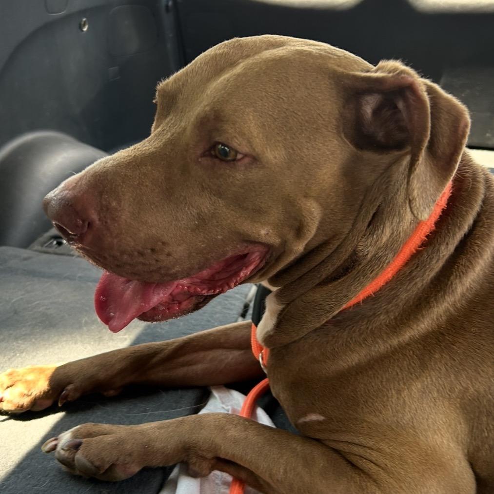 Enlarge Rico suave, a Adoptable mixed breed in Palestine, TX image 2/4